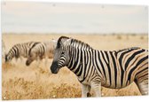 Tuinposter – Groep zebras in de savanne - 150x100 cm Foto op Tuinposter (wanddecoratie voor buiten en binnen)