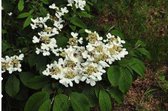 Viburnum plicatum ' Mariesii' - Japanse Sneeuwbal 40 - 60 cm in pot