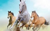 Sellaio® - Schilderen op Nummer Volwassenen - schilderen op nummer paard 40x50 cm - Paarden - Paint by Number - Hobby Pakket - Met 3 kwasten - Zonder lijst - Met ophanghaakjes