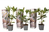 Plant in a Box - Rhododendron Cunningham - Winterharde tuinplanten - Wit - Pot 9cm - Hoogte 25-40cm