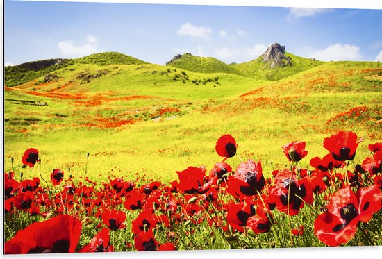 Dibond - Groep Rode Bloemen in Heuvellandschap - 105x70 cm Foto op Aluminium (Met Ophangsysteem)