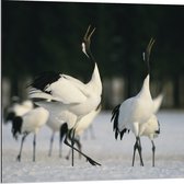 Dibond - Fluitende Kraanvogels in landschap Vol met Sneeuw - 80x80 cm Foto op Aluminium (Met Ophangsysteem)