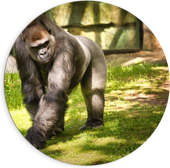 Dibond Muurcirkel - Gorilla loopt rond in de dierentuin - 90x90 cm Foto op Aluminium Muurcirkel (met ophangsysteem)