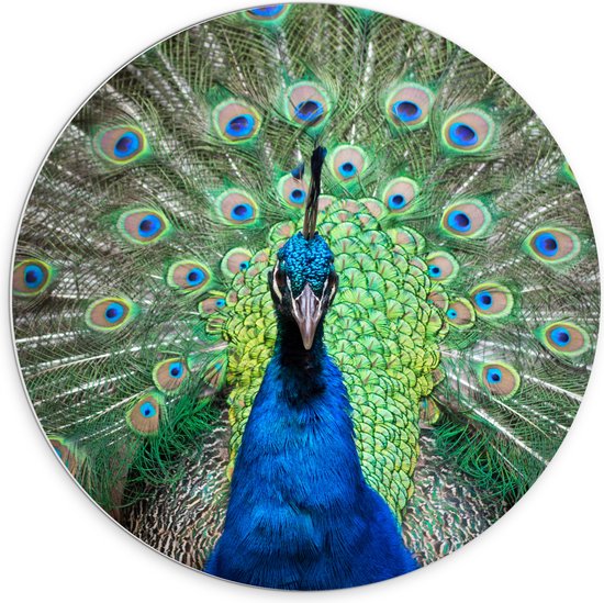 PVC Schuimplaat Muurcirkel - Close up van blauwe pauw met zijn veren omhoog - 70x70 cm Foto op Muurcirkel (met ophangsysteem)
