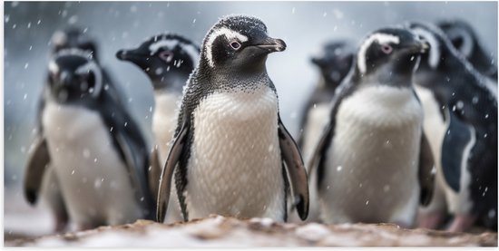 Poster (Mat) - Groep pinguïns waggelen door de sneeuw heen - 100x50 cm Foto op Posterpapier met een Matte look