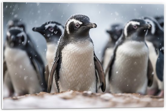 PVC Schuimplaat- Groep pinguïns waggelen door de sneeuw heen - 60x40 cm Foto op PVC Schuimplaat