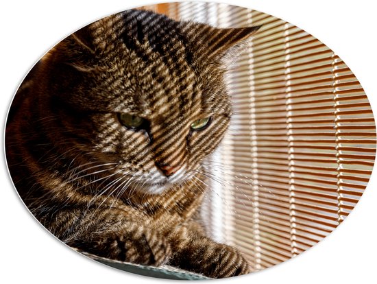 PVC Schuimplaat Ovaal - Gestreepte kat zit op bank voort het raam - 108x81 cm Foto op Ovaal (Met Ophangsysteem)