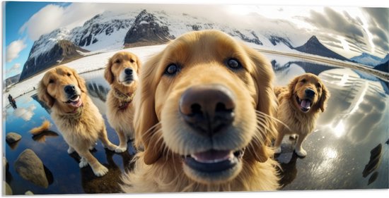 Acrylglas - Selfie van Groep Golden Retriever Honden in IJslandschap - 100x50 cm Foto op Acrylglas (Wanddecoratie op Acrylaat)