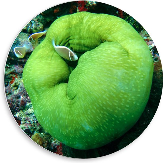 PVC Schuimplaat Muurcirkel - Onderwaterleven - Oceaan - Zee - Dieren - Vissen - Koraal - 50x50 cm Foto op Muurcirkel (met ophangsysteem)