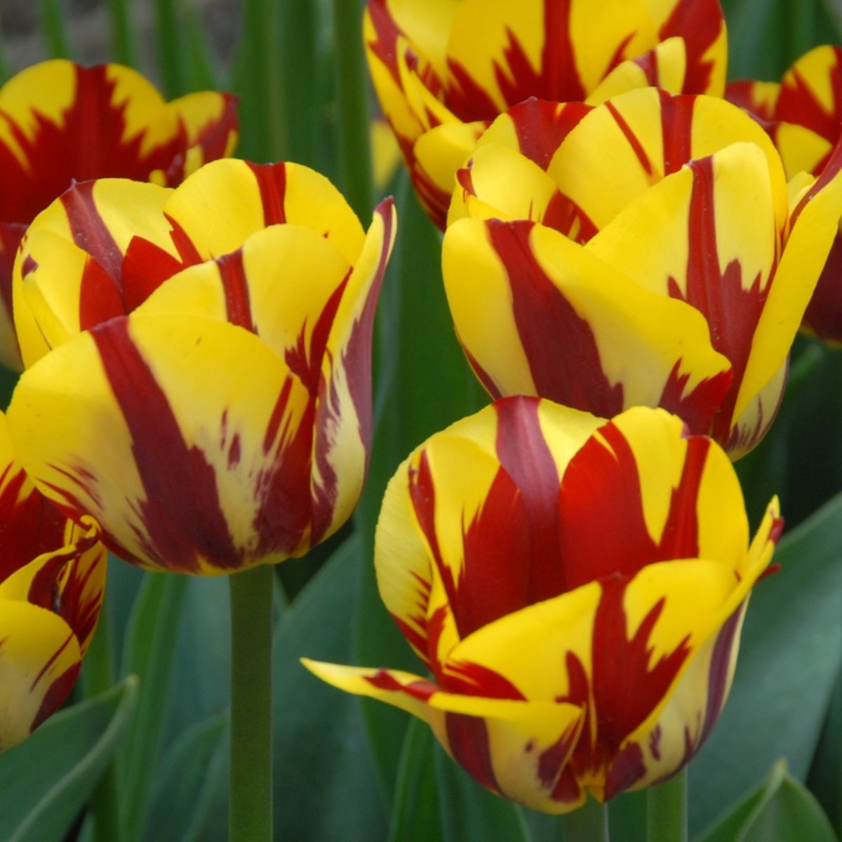 Tulp Helmar | 10 stuks | Geel | Tulpenbollen | Snijbloem