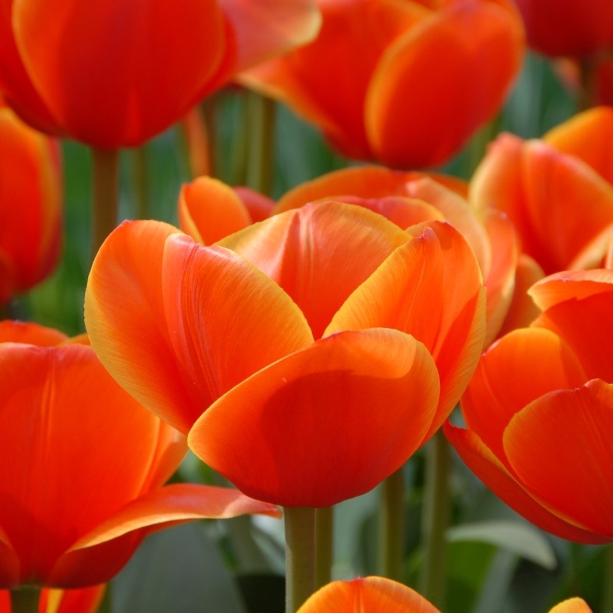 Tulp Ad Rem | 10 stuks | Darwinhybride | Oranje | Tulpenbollen