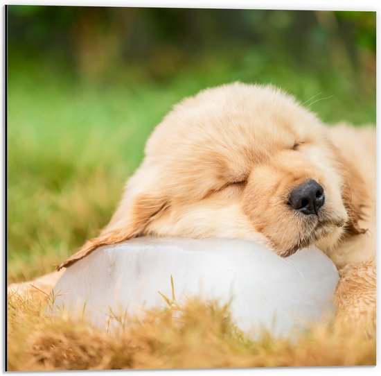 Dibond - Slapende Golden Retriever Puppy in het Gras - 50x50 cm Foto op Aluminium (Wanddecoratie van metaal)