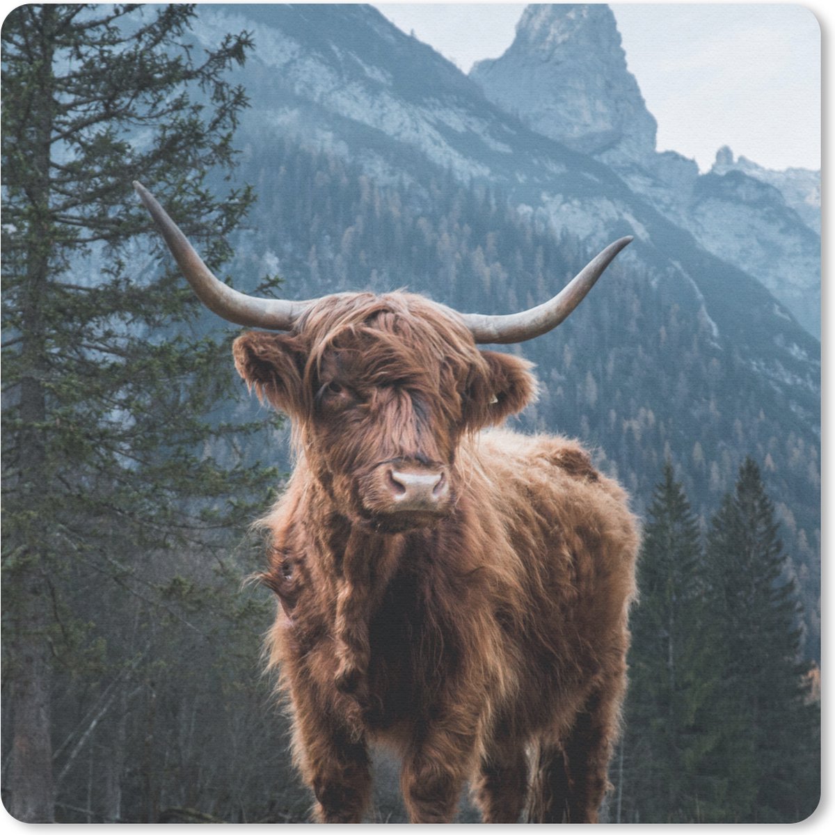 Muismat 20x20 cm - Mousepad Koe - Schotse hooglander - Natuur - Muismatten