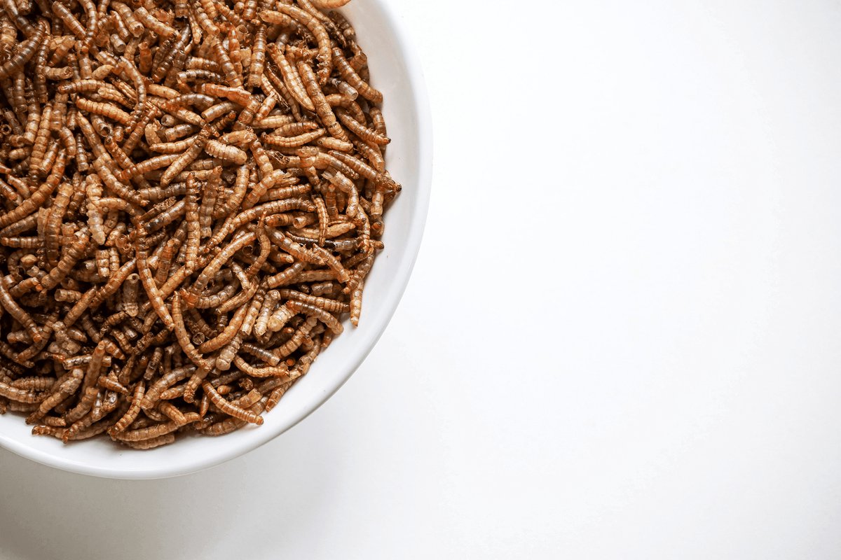 Kippenpakket.nl - Kippensnacks - Gedroogde Meelwormen 3L Hersluitbare Stazak - Rijk aan eiwitten - Werkt Antibacterieel