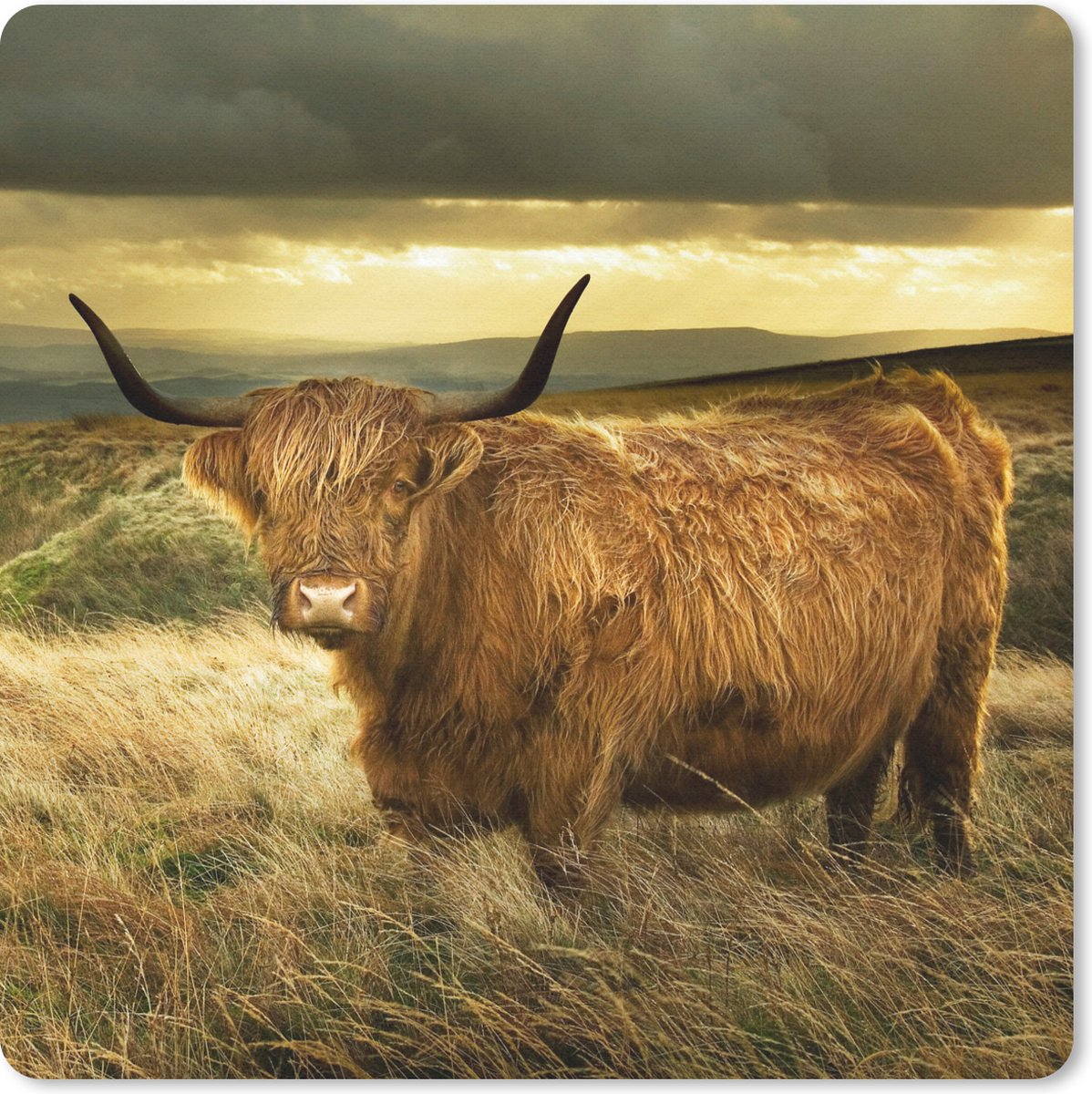 Muismat 30x30 cm - Mousepad Schotse hooglander - Licht - Natuur - Muismatten