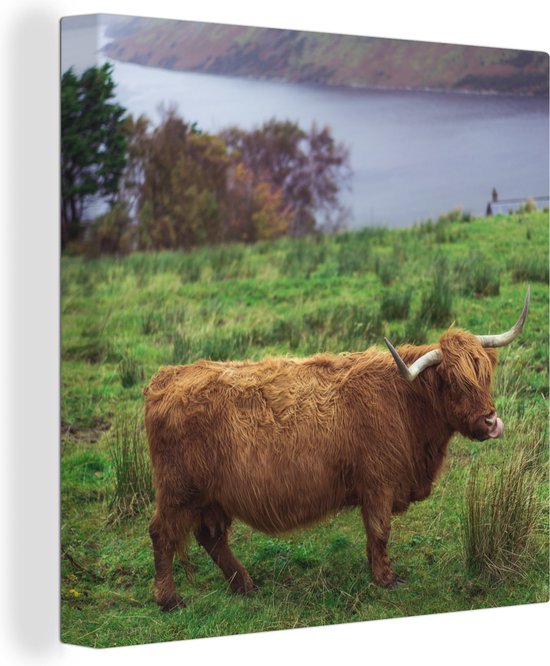 Peinture sur toile Highlander écossais - Herbe - Water - Animaux - 50x50 cm - Décoration murale