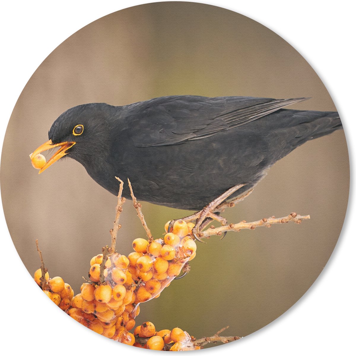 Muismat rond 40x40 cm - Mousepad Vogel - Merel - Winter - IJs - Bes - Ronde muismatten