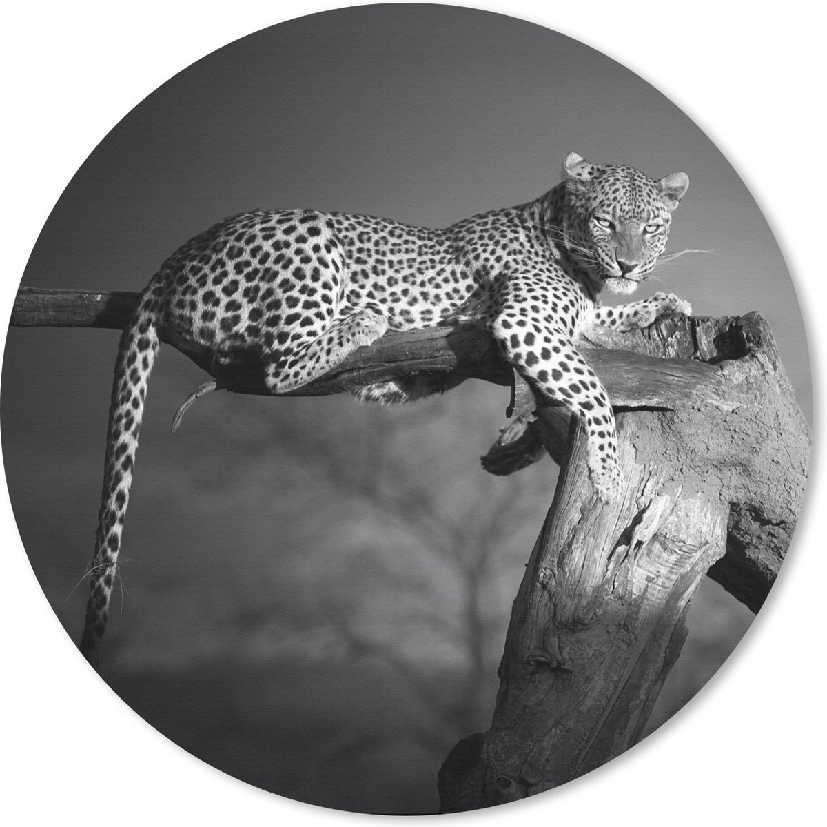 Muismat rond 20x20 cm - Mousepad Panter - Boom - Dieren - Zwart - Wit - Ronde muismatten