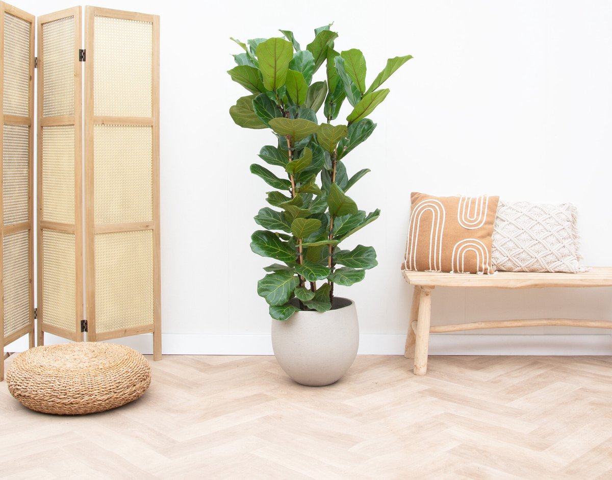 Ficus Lyrata struik - 130cm