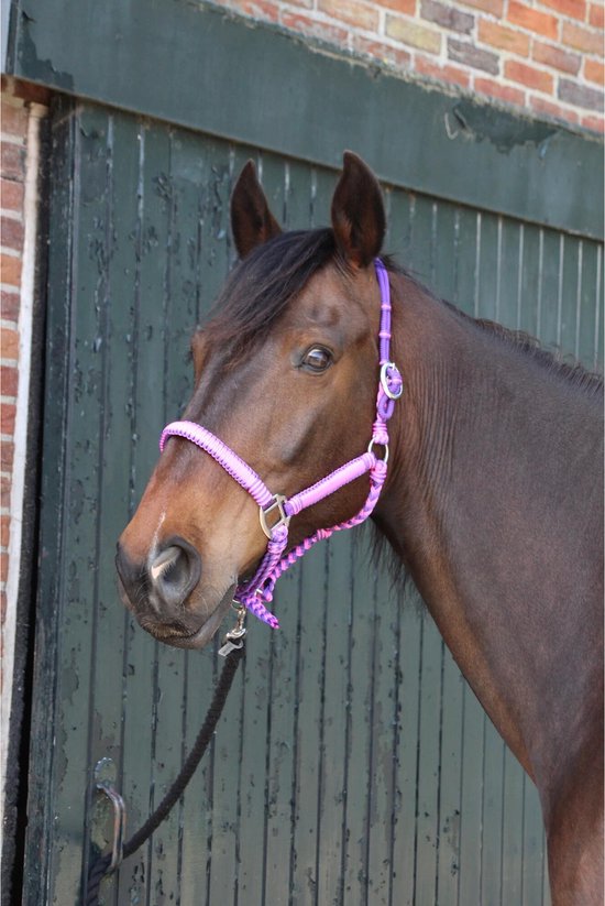 Bruin paard met paars gevlochten halster.