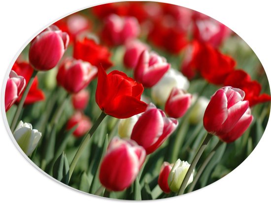 PVC Schuimplaat Ovaal - Tulpen - Bloemen - Natuur - Bladeren - Rood - 28x21 cm Foto op Ovaal (Met Ophangsysteem)