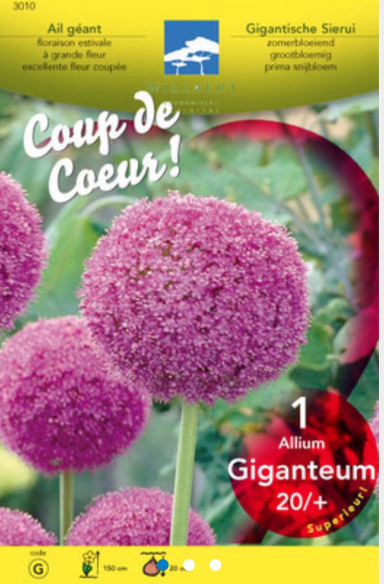 Allium giganteum - Sierui Bloembollen 20/+ 25 stuks