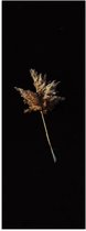 Poster Glanzend – Plantje - Bloem - Zwart - 50x150 cm Foto op Posterpapier met Glanzende Afwerking