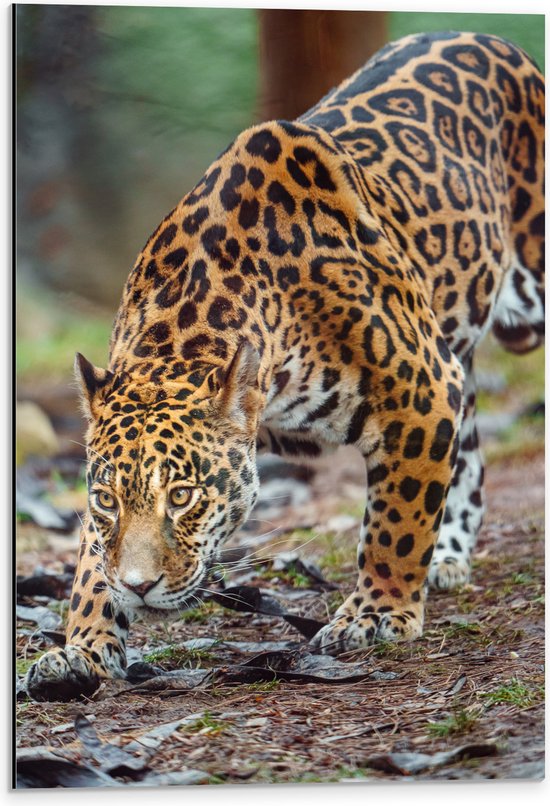 Dibond - Sluipende Jaguar door het Bos - 40x60 cm Foto op Aluminium (Wanddecoratie van metaal)