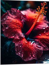 Acrylglas - Rode Hibuscus Bloem met Waterdruppels - 60x80 cm Foto op Acrylglas (Wanddecoratie op Acrylaat)