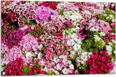 Tuinposter – Bloemen - Natuur - 90x60 cm Foto op Tuinposter (wanddecoratie voor buiten en binnen)