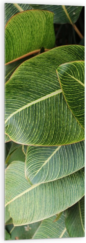 Acrylglas - Natuur - Planten - Bladeren - Groen - 40x120 cm Foto op Acrylglas (Wanddecoratie op Acrylaat)
