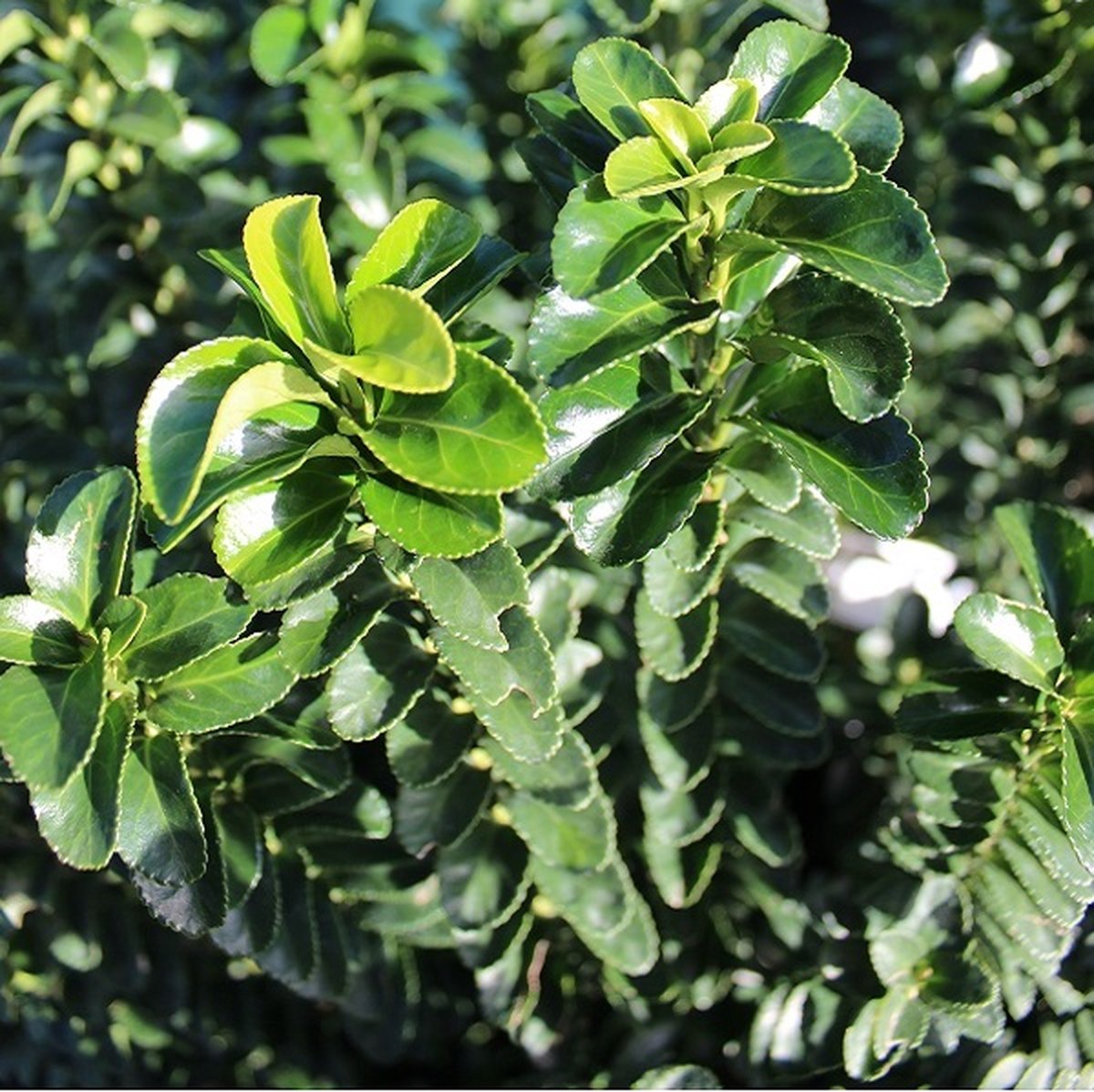 Kardinaalsmuts - Euonymus japonicus 'Benkomasaki' - 40-50 cm