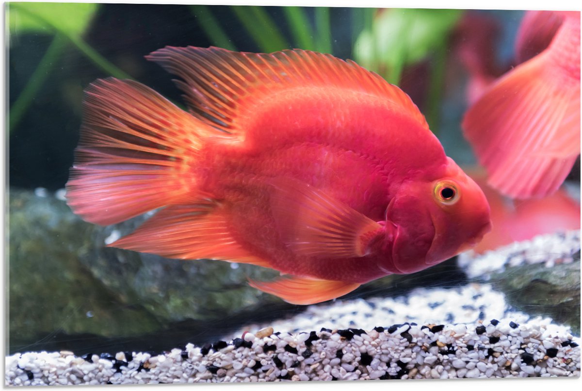 Acrylglas - Rode Papegaai Cichlide Vis Zwemmend in Aquarium - 75x50 cm Foto op Acrylglas (Wanddecoratie op Acrylaat)