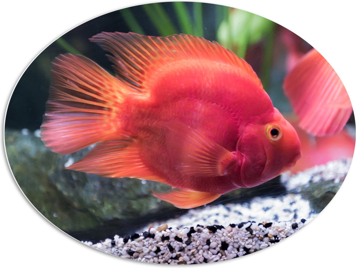 PVC Schuimplaat Ovaal - Rode Papegaai Cichlide Vis Zwemmend in Aquarium - 96x72 cm Foto op Ovaal (Met Ophangsysteem)