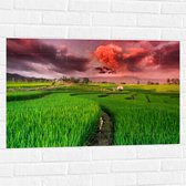 Muursticker - Roze Wolkenveld boven Bloeiende Rijstvelden - 90x60 cm Foto op Muursticker