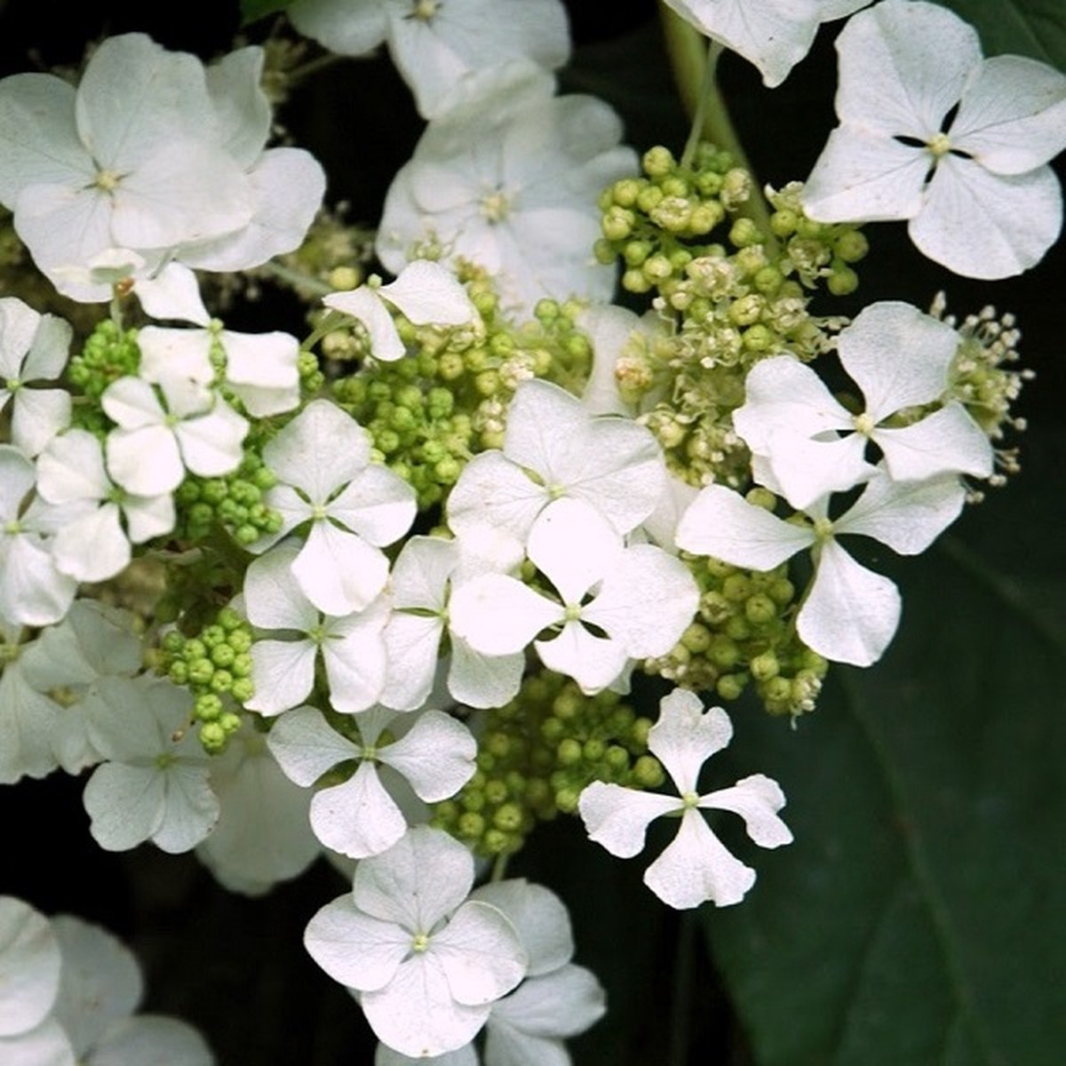 Hortensia - Hydrangea 'Runaway Bride'® - 20-30 cm