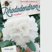 Rhododendron 'Porzellan' 25-30 cm