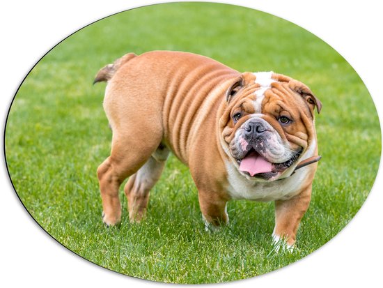Dibond Ovaal - Rimpelige Engelse Bulldog in het Grasveld - 80x60 cm Foto op Ovaal (Met Ophangsysteem)
