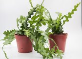 Ikhebeencactus | Epiphyllum Anguliger | Zaagcactus | Hangplant | 2 stuks | Ø 12 cm |  25 cm