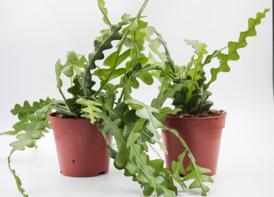 Epiphyllum Anguliger (Zaagcactus)