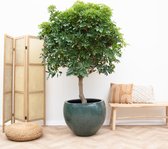 Vingersboom - Schefflera op stam hoogte 180cm potmaat 32cm