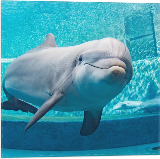 Vlag - Lachende Dolfijn Zwemmend in Blauwe Omgeving - 50x50 cm Foto op Polyester Vlag