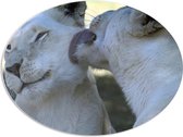 PVC Schuimplaat Ovaal - Liefdevol Duo Witte Leeuwen - 96x72 cm Foto op Ovaal (Met Ophangsysteem)