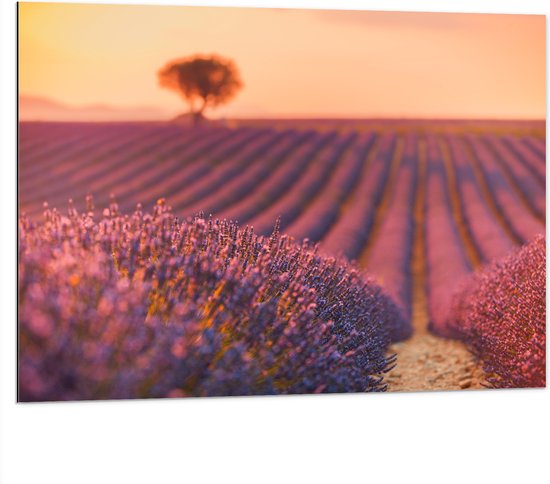 Dibond - Oranje Gloed van de Zon over Rijen Lavendelbloemen - 100x75 cm Foto op Aluminium (Wanddecoratie van metaal)