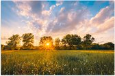 Poster (Mat) - Zonsondergang over Veld met Kleine Wilde Bloemen - 60x40 cm Foto op Posterpapier met een Matte look