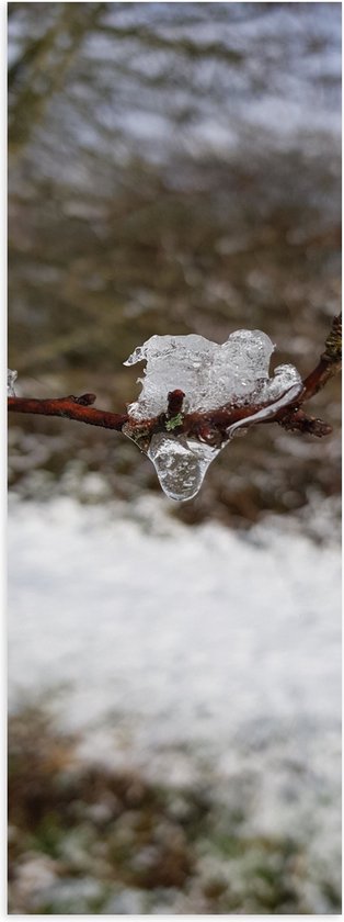 Poster (Mat) - Boom - Tak - Sneeuw Ijs - 20x60 cm Foto op Posterpapier met een Matte look