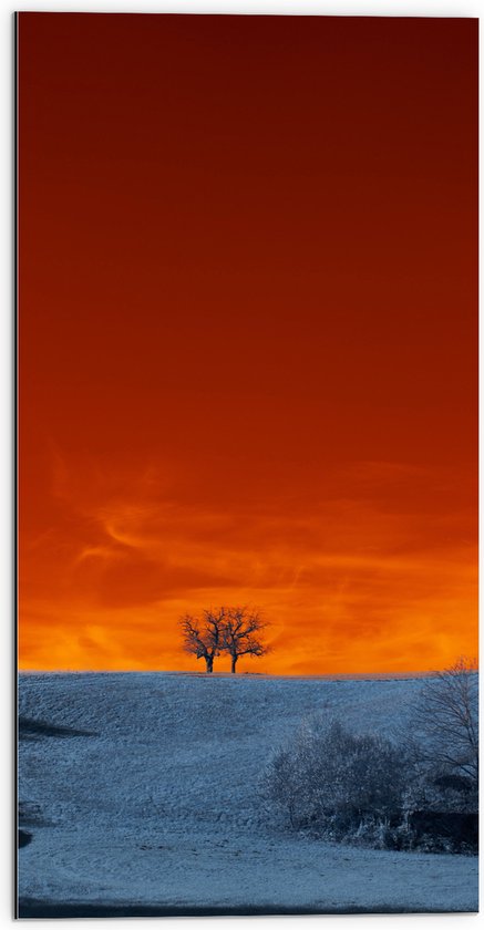 Dibond - Bomen - Landschap - Sneeuw - Oranje - Lucht - 50x100 cm Foto op Aluminium (Met Ophangsysteem)