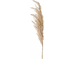 TopArt Pampasgras pluim losse steel/tak - creme wit - 100 cm - Decoratie kunst bloemen/graspluimen