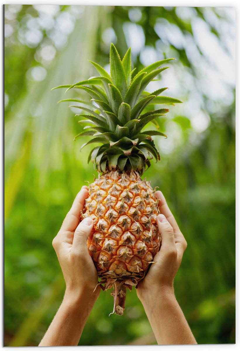 Dibond - Verse tropische Ananas in Mensenhanden - 70x105 cm Foto op Aluminium (Wanddecoratie van metaal)