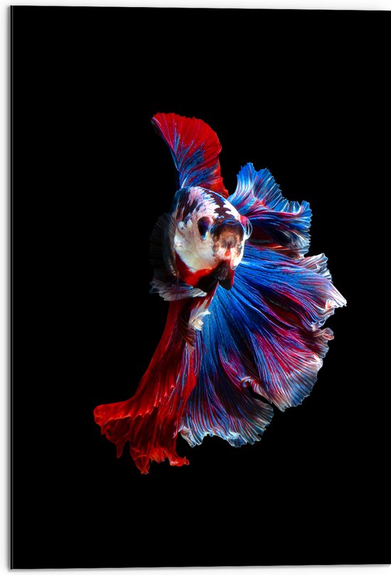 Dibond - Vis met Rode, Blauwe en Witte Kleuren tegen Zwarte Achtergrond - 50x75 cm Foto op Aluminium (Wanddecoratie van metaal)